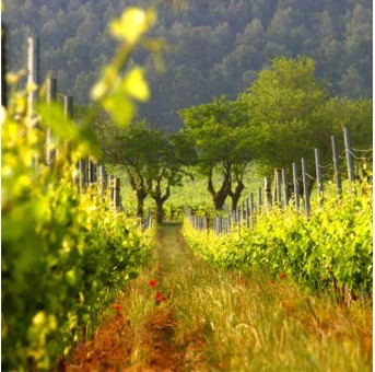 Château de Caraguilhes "Cochon Volant" 2024 - Languedoc