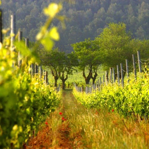 Château de Caraguilhes "Cochon Volant" 2024 - Languedoc