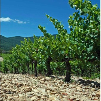 Domaine du Serre des Vignes - Les Grands Plans 2023 Grignan