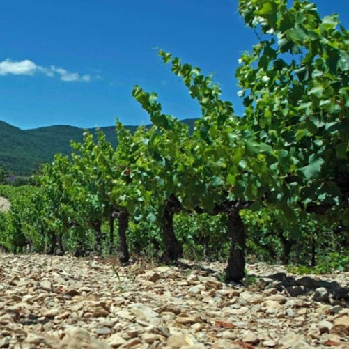 Domaine du Serre des Vignes - Les Grands Plans 2023 Grignan