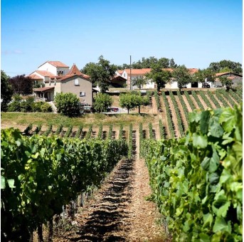 Château Combel-La-Serre domaine