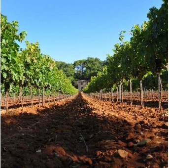 La Rose des Vents - L'Opaline 2024 - Coteaux Varois en Provence