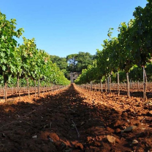 La Rose des Vents - L'Opaline 2024 - Coteaux Varois en Provence