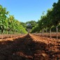 La Rose des Vents - L'Opaline 2024 - Coteaux Varois en Provence La Rose des Vents - L'Opaline 2024 - Coteaux Varois en Provence