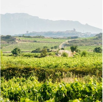 Olivier Riviere - Rayos UVA 2022  Rioja Espagne