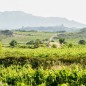 Olivier Riviere - Rayos UVA 2022 Rioja Espagne Olivier Riviere - Rayos UVA 2022 Rioja Espagne