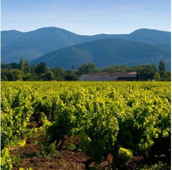 Domaine Poulet & Fils vignoble