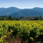 Clairette de Die Tradition Poulet & Fils Clairette de Die Tradition Poulet & Fils