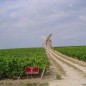 Château La Landotte 2019 - Médoc Château La Landotte 2019 - Médoc