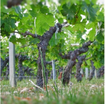 Château Biston-Brillette vignoble
