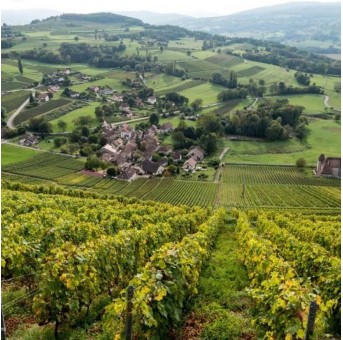 Domaine Dupasquier vignoble