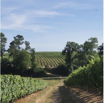 freres laffite domaine
