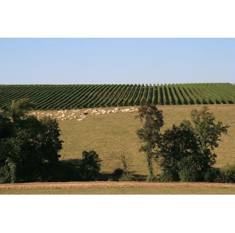 Domaine Pellehaut - Harmonie 2023 - Côtes de Gascogne