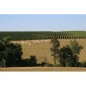 Domaine Pellehaut - Harmonie 2023 - Côtes de Gascogne Domaine Pellehaut - Harmonie 2023 - Côtes de Gascogne