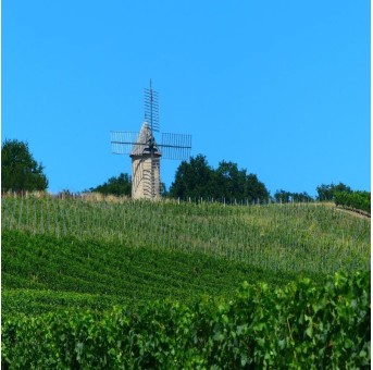 Château Mémoires vignoble