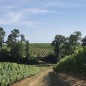 Domaine Laffitte - Le Petit Gascoûn 2023 - Côtes de Gascogne Domaine Laffitte - Le Petit Gascoûn 2023 - Côtes de Gascogne