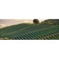 Le clos du Mounat - La Tresse 2018 - Côtes de Bourg Le clos du Mounat - La Tresse 2018 - Côtes de Bourg
