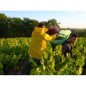 Domaine Julien Braud - Les Vignes du Bourg 2023 Muscadet Domaine Julien Braud - Les Vignes du Bourg 2023 Muscadet
