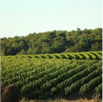 Château Landereau -Sans Sulfites - Bordeaux rouge 2022