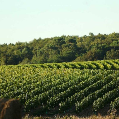 Château Landereau -Sans Sulfites - Bordeaux rouge 2022