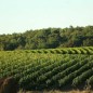 Château Landereau -Sans Sulfites - Bordeaux rouge 2022 Château Landereau -Sans Sulfites - Bordeaux rouge 2022