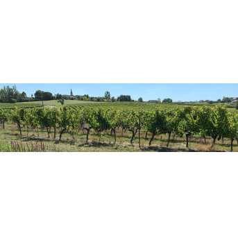 Chateau Daviaud 2022 - Bordeaux rouge