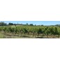 Chateau Daviaud 2022 - Bordeaux rouge Chateau Daviaud 2022 - Bordeaux rouge