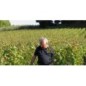 Petit Renouil Vignobles Ponty 2018 - Fronsac Petit Renouil Vignobles Ponty 2018 - Fronsac