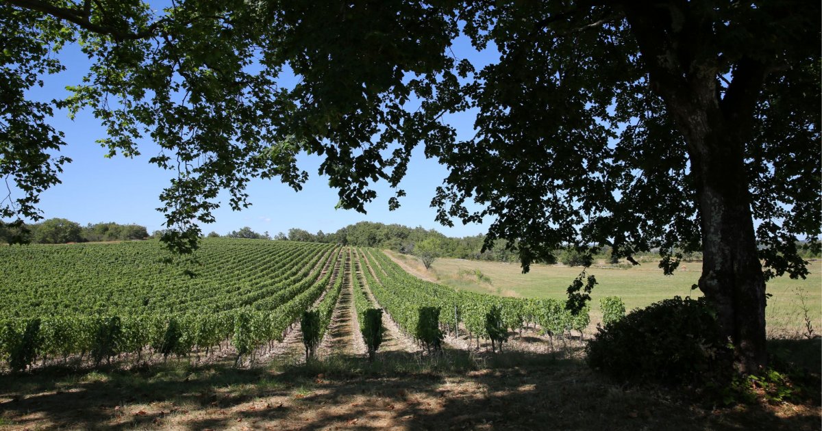 Château Combel La Serre : l’élégance bio de Cahors