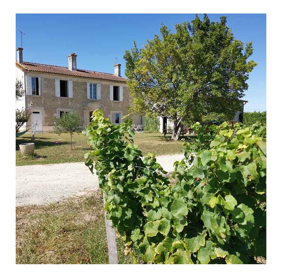 Domaine du Salut en Graves : Un vignoble au cœur de Bordeaux
